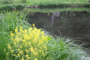 湖のほとりに咲く花
