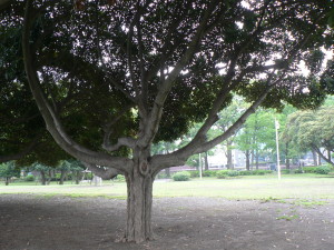 山下公園の木